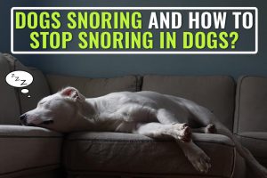 Dogs Snoring And How To Stop Snoring In Dogs?