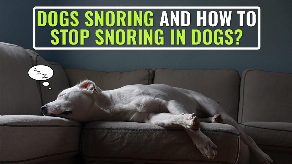 Dogs Snoring And How To Stop Snoring In Dogs?