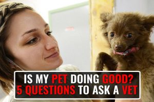 Questions Every Pet Lover Should Ask His Vet