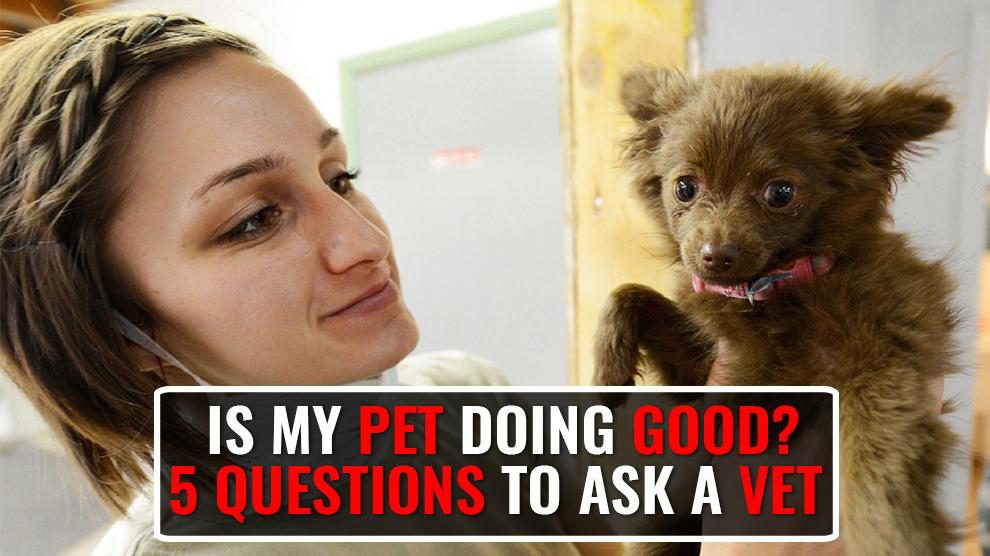 Questions Every Pet Lover Should Ask His Vet