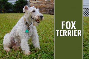 Fox Terrier