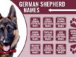German Shepherd Names