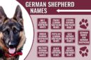 German Shepherd Names