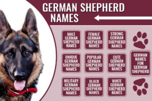 German Shepherd Names