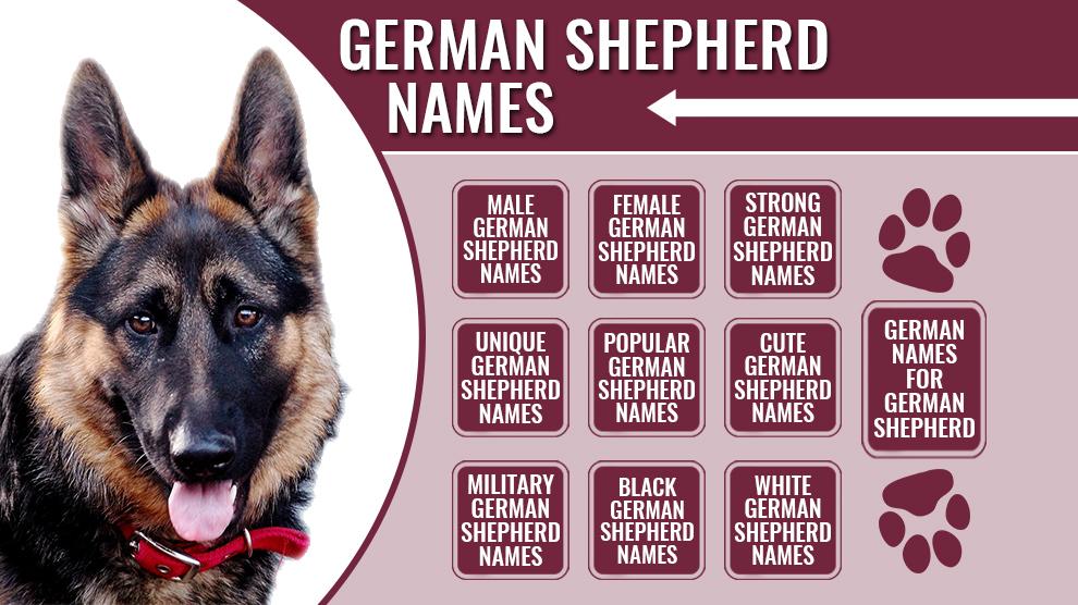 German Shepherd Police Dog Names