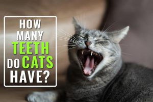 How Many Teeth Do Cats Have?