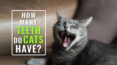 How Many Teeth Do Cats Have?