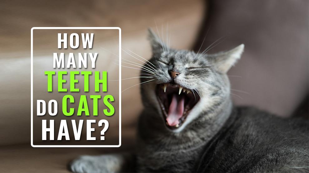 How Many Teeth Do Cats Have? 10 Important Facts About Cat Teeth Petmoo