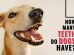 How Many Teeth Do Dogs Have?