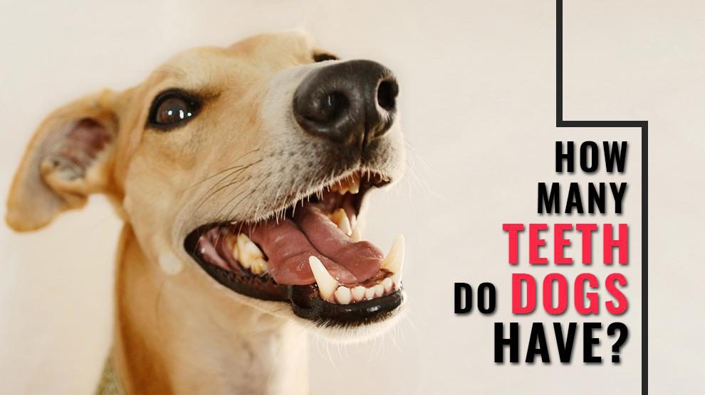 How Many Teeth Do Dogs Have?