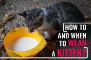 How To Wean A Kitten?