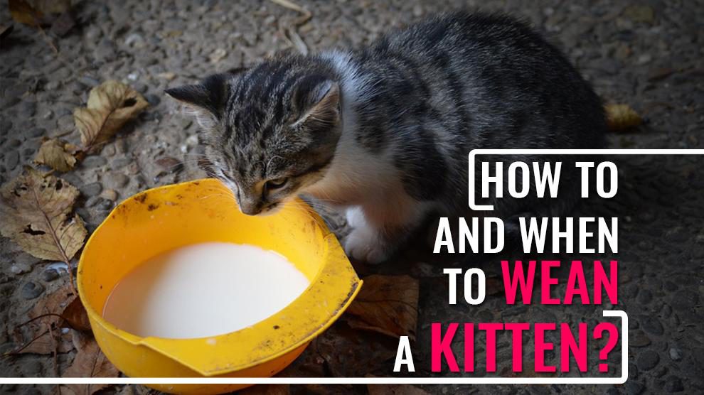 How To Wean A Kitten?