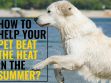 How To Help Your Pet Beat The Heat In The Summer?