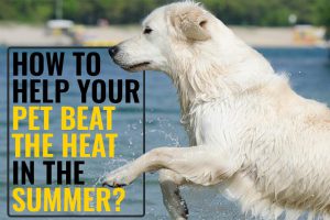 How To Help Your Pet Beat The Heat In The Summer?
