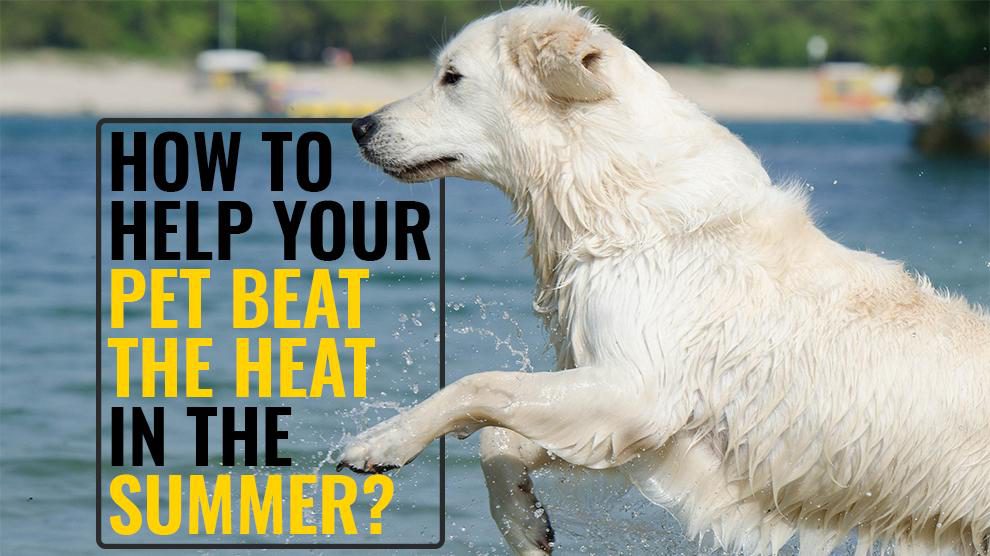 How To Help Your Pet Beat The Heat In The Summer?