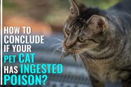 Rat Poisoning In Cats