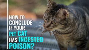 Rat Poisoning In Cats