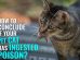 Rat Poisoning In Cats