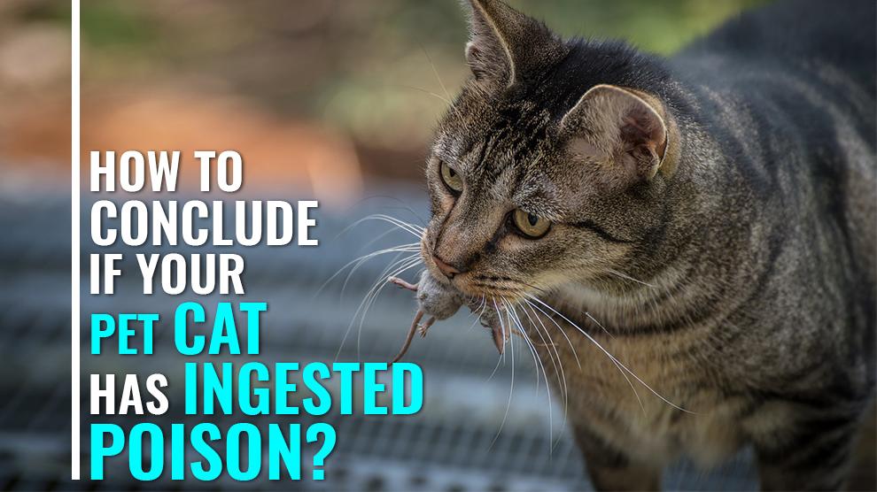 Rat Poisoning In Cats How To Conclude If Your Cat Has Ingested Poison 