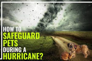 Hurricane Safety Tips For Pets