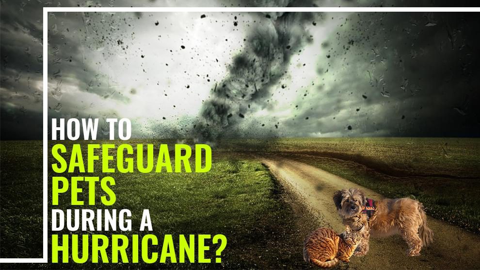 Hurricane Safety Tips For Pets