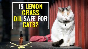 Is Lemongrass Oil Safe For Cats?