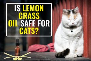 Is Lemongrass Oil Safe For Cats?