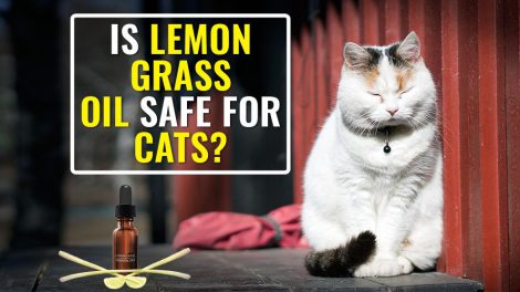 Is Lemongrass Oil Safe For Cats?