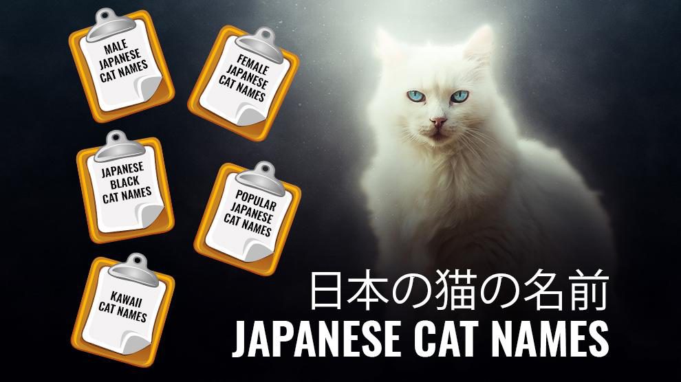 Japanese Cat Names - 130+ Top-drawer Male And Female Names With