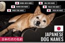 Japanese Dog Names