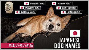 Japanese Dog Names