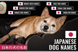 Japanese Dog Names