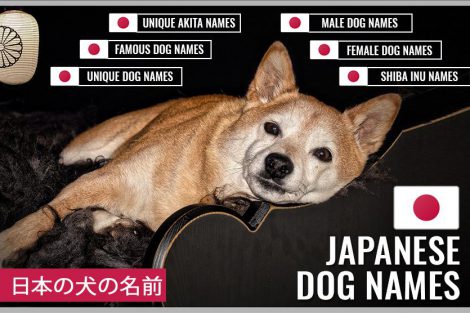 Japanese Dog Names