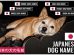 Japanese Dog Names