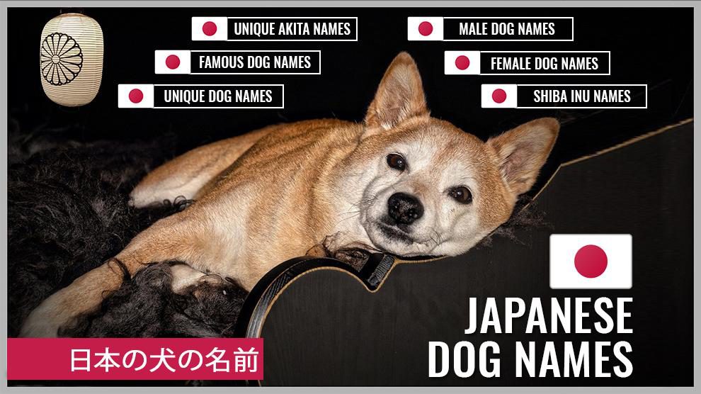 Japanese Dog Names