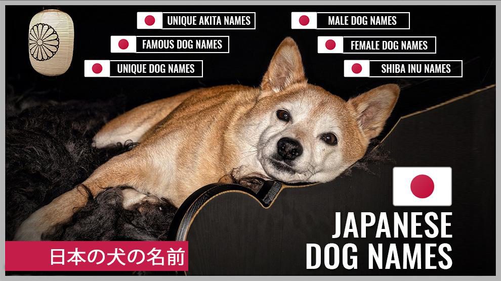 japanese shiba names