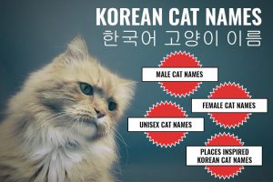 Korean Cat Names