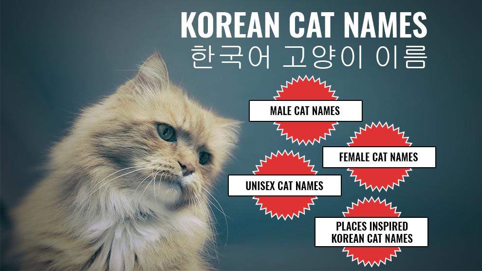 130+ Korean Cat Names – Male And Female Names With Clear Meanings ...