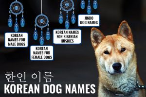 Korean Dog Names