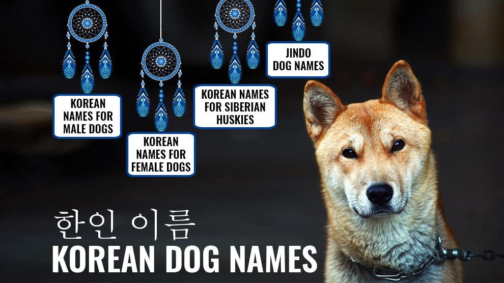 Korean Dog Names