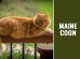 Maine Coon