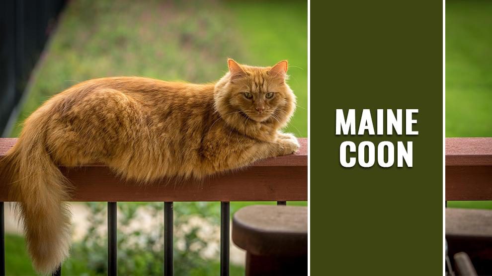 Maine Coon