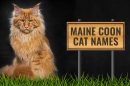Maine Coon Cat Names