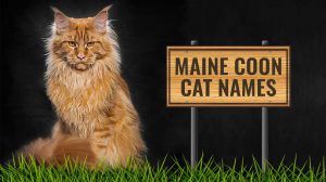 Maine Coon Cat Names