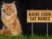 Maine Coon Cat Names