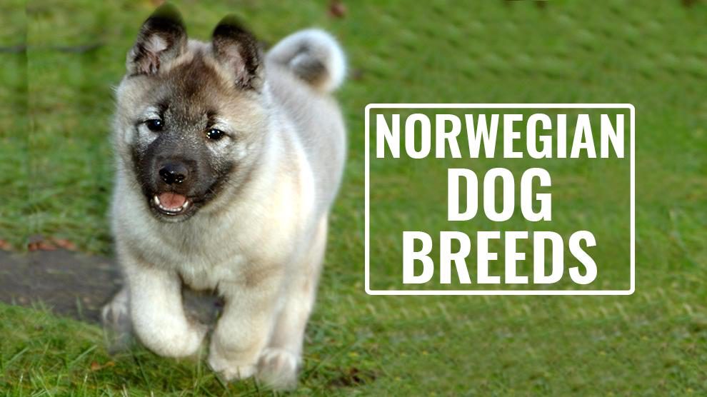 Norwegian Dog Breeds