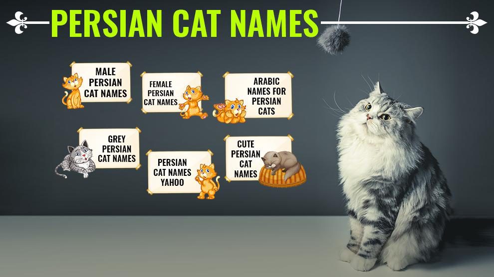 Persian Cat Names 150 Unique And Gorgeous Names With Meanings