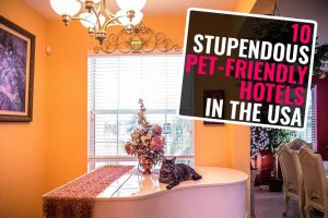 Pet-Friendly Hotels In America