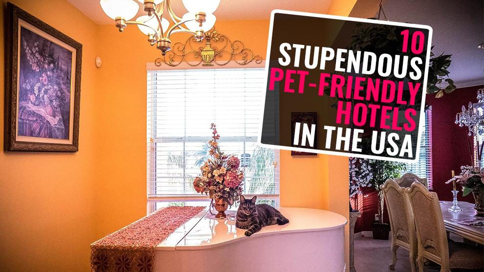 Pet-Friendly Hotels In America