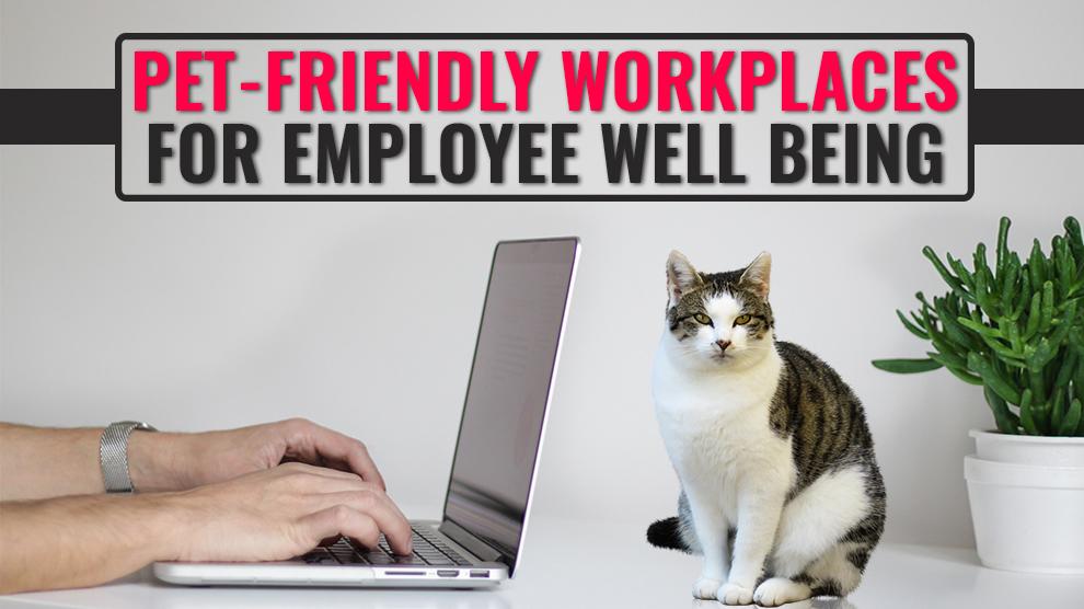 Pet Friendly Workplace For Business And Employee Wellbeing Petmoo